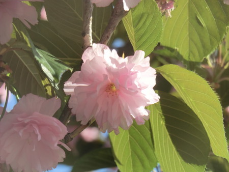 f:id:taron:20190419164649j:image f:id:taron:20190419164649j:image