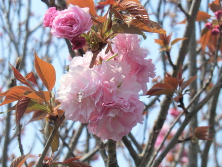 f:id:taron:20200408105529j:image