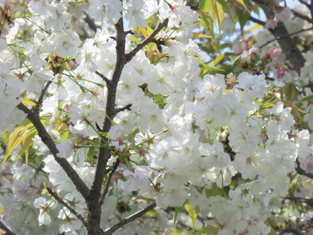 f:id:taron:20200408105724j:image