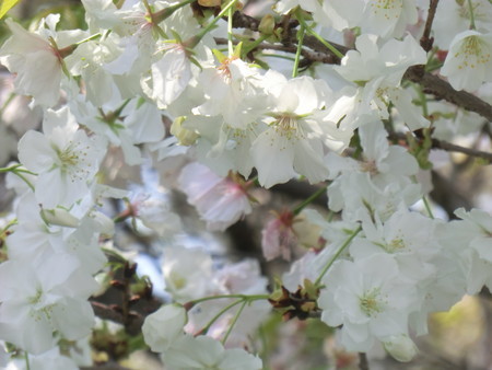 f:id:taron:20200408105740j:image