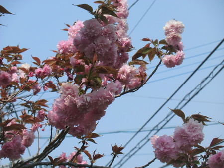 f:id:taron:20200408110708j:image