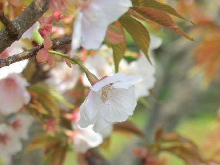 f:id:taron:20200408113503j:image
