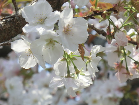 f:id:taron:20200408113547j:image