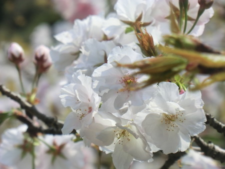 f:id:taron:20200408114005j:image