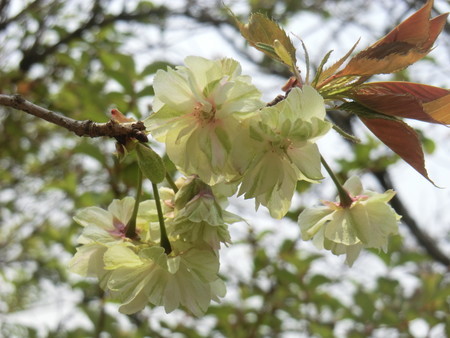 f:id:taron:20200408114408j:image