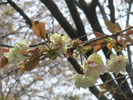 f:id:taron:20200408114420j:image