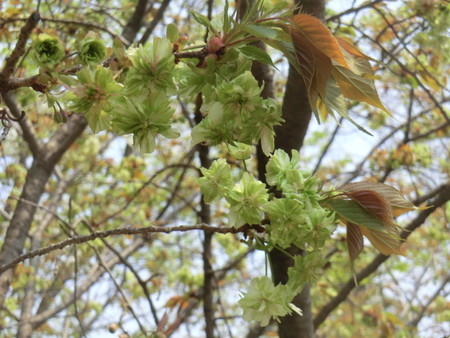 f:id:taron:20200408120505j:image