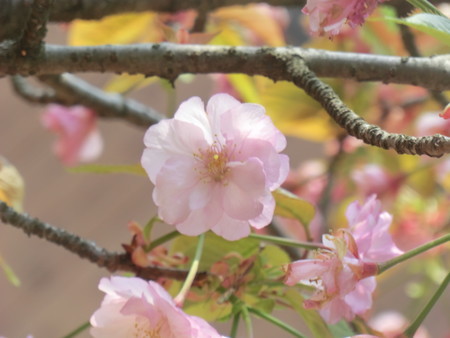 f:id:taron:20200408120612j:image