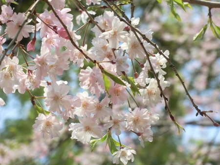 f:id:taron:20200408120928j:image