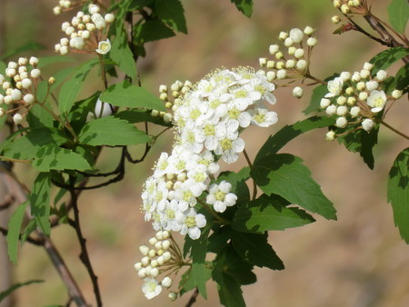 f:id:taron:20200408123022j:image