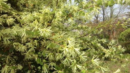 f:id:taron:20200408123508j:image