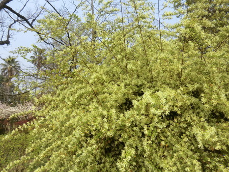 f:id:taron:20200408123540j:image