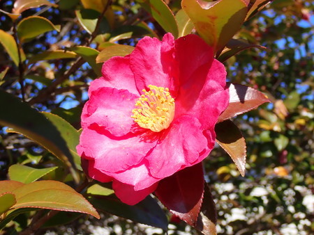 f:id:taron:20210120130403j:image