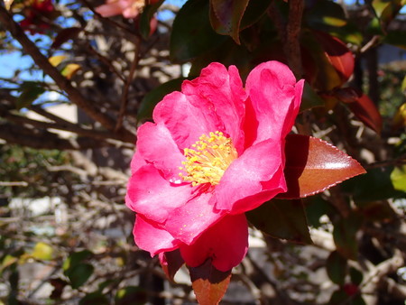 f:id:taron:20210120130521j:image