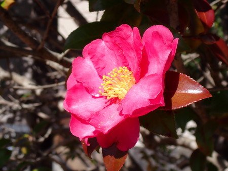 f:id:taron:20210120130529j:image