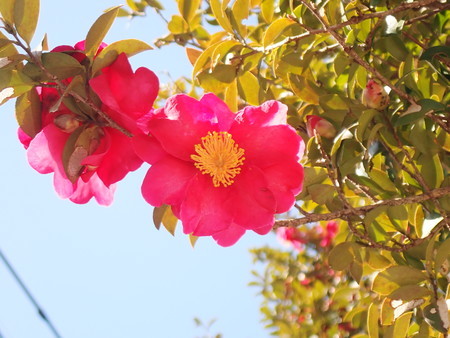 f:id:taron:20210120133811j:image