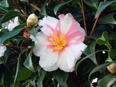 f:id:taron:20210120133954j:image