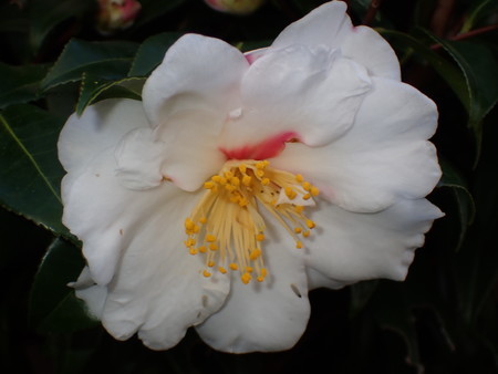 f:id:taron:20210120134010j:image