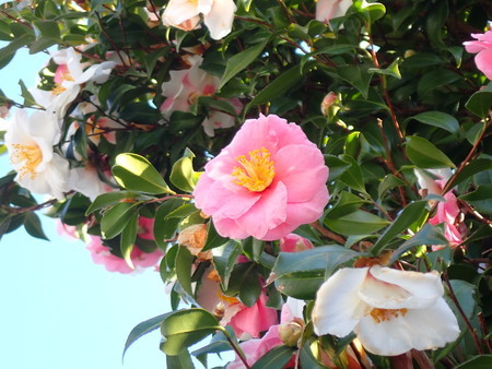 f:id:taron:20210120134027j:image