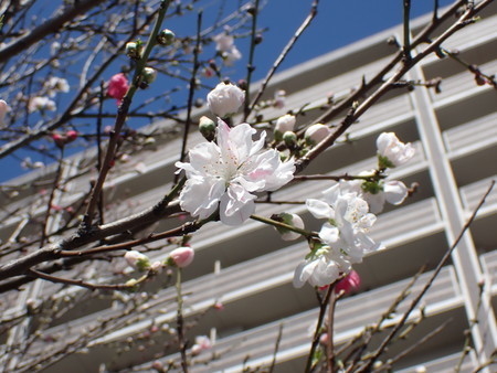 f:id:taron:20210303125455j:image