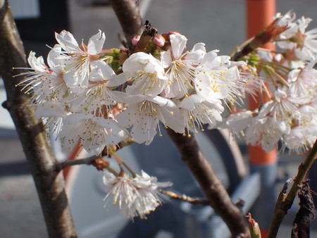 f:id:taron:20210303150240j:image