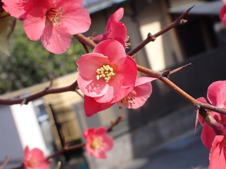 f:id:taron:20210303150338j:image