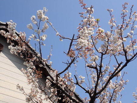 f:id:taron:20210310115348j:image