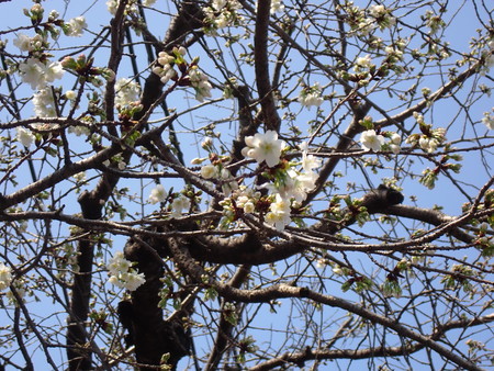 f:id:taron:20210310120126j:image