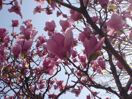 f:id:taron:20210310121539j:image