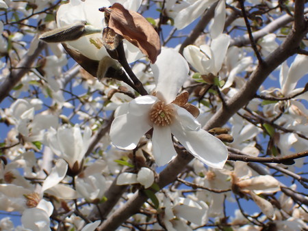 f:id:taron:20210310142131j:image