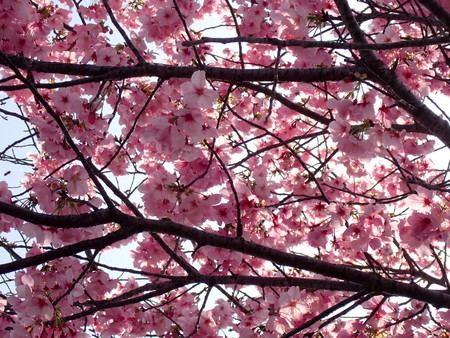f:id:taron:20210310142417j:image