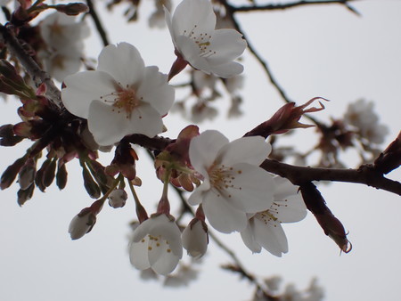 f:id:taron:20210311132143j:image