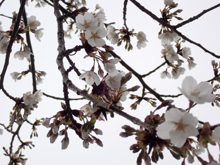f:id:taron:20210311132154j:image