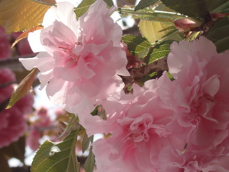 f:id:taron:20210406124320j:image