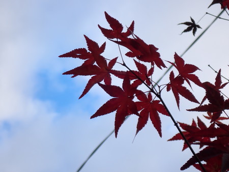 f:id:taron:20211214154432j:image