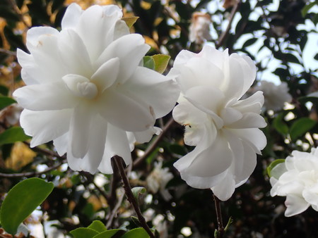 f:id:taron:20211214154722j:image