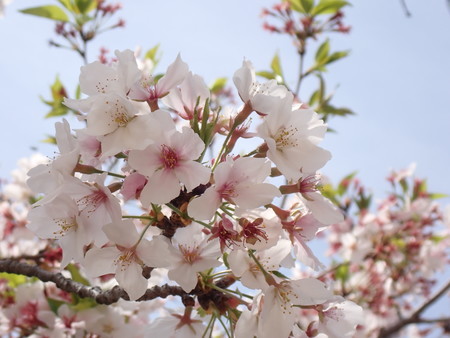 f:id:taron:20220406134418j:image