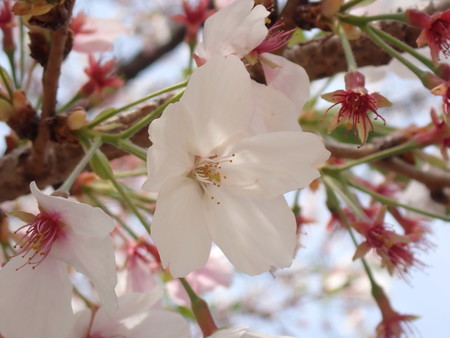 f:id:taron:20220406134427j:image