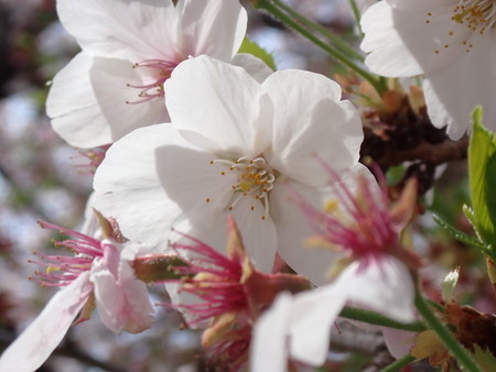 f:id:taron:20220406134438j:image