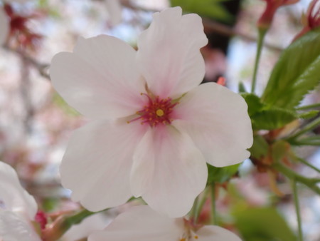 f:id:taron:20220406134446j:image