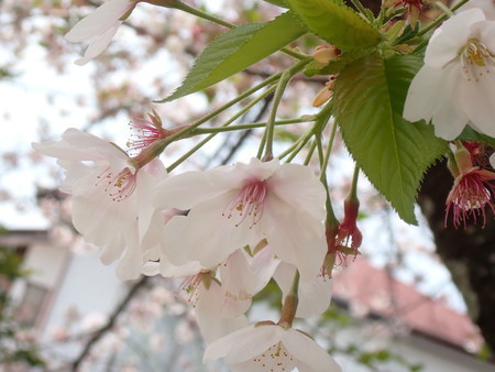 f:id:taron:20220406134459j:image