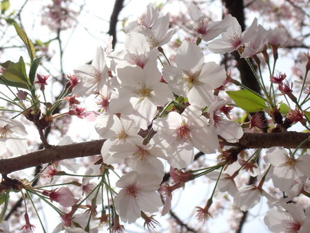 f:id:taron:20220406134508j:image