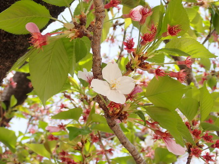 f:id:taron:20220406134522j:image