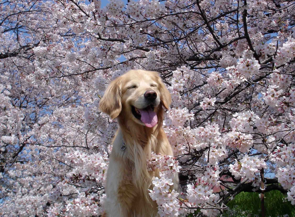 f:id:taroshio:20160331212128j:plain