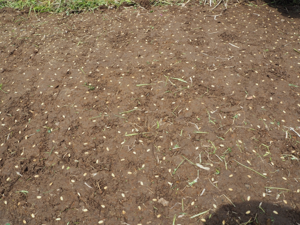 f:id:taroshio:20160703213812j:plain