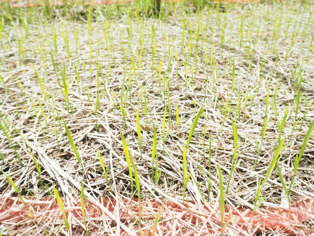 f:id:taroshio:20160703213901j:plain