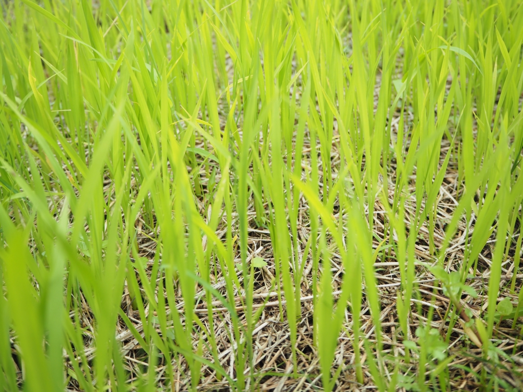 f:id:taroshio:20160703213950j:plain