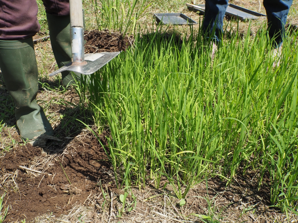 f:id:taroshio:20160703214036j:plain