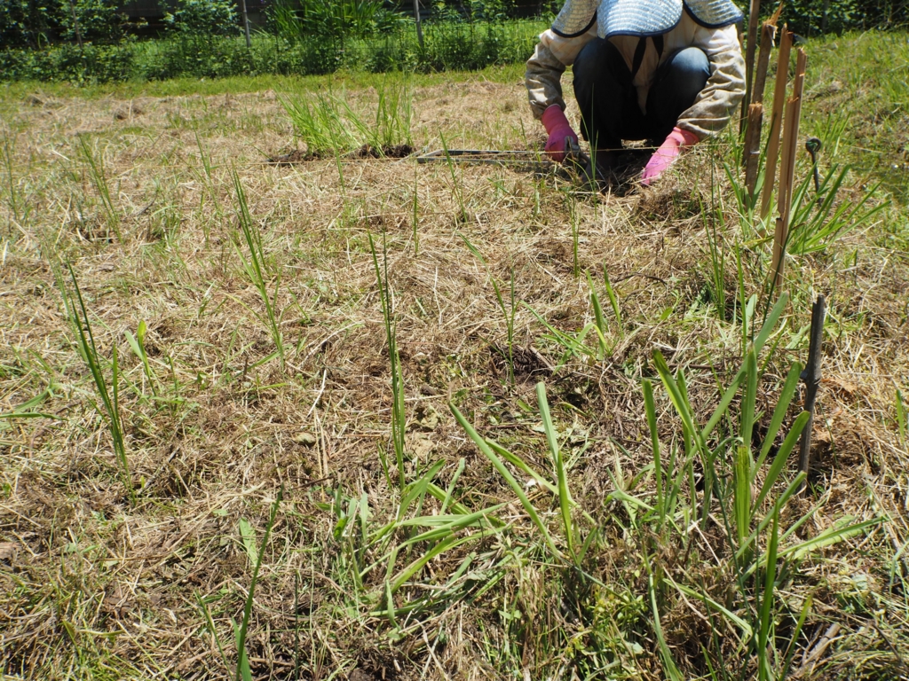 f:id:taroshio:20160703214127j:plain