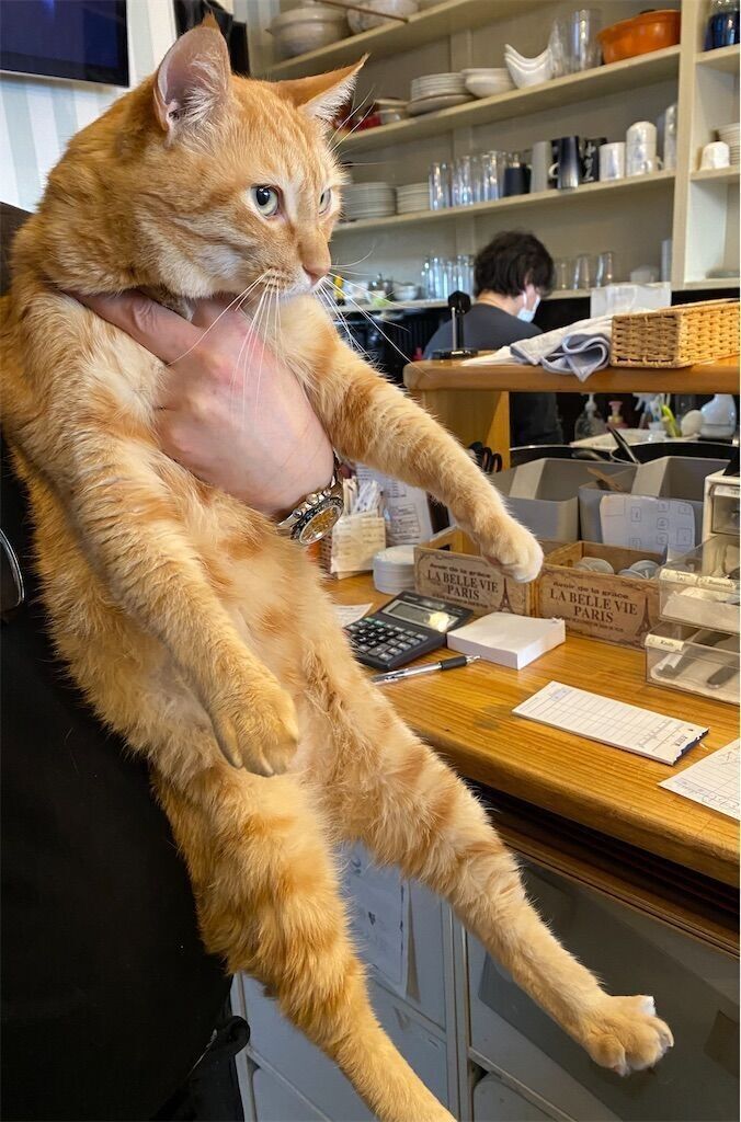 f:id:tarotaro1995:20240219074323j:image